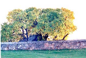 roble san miguel.jpg